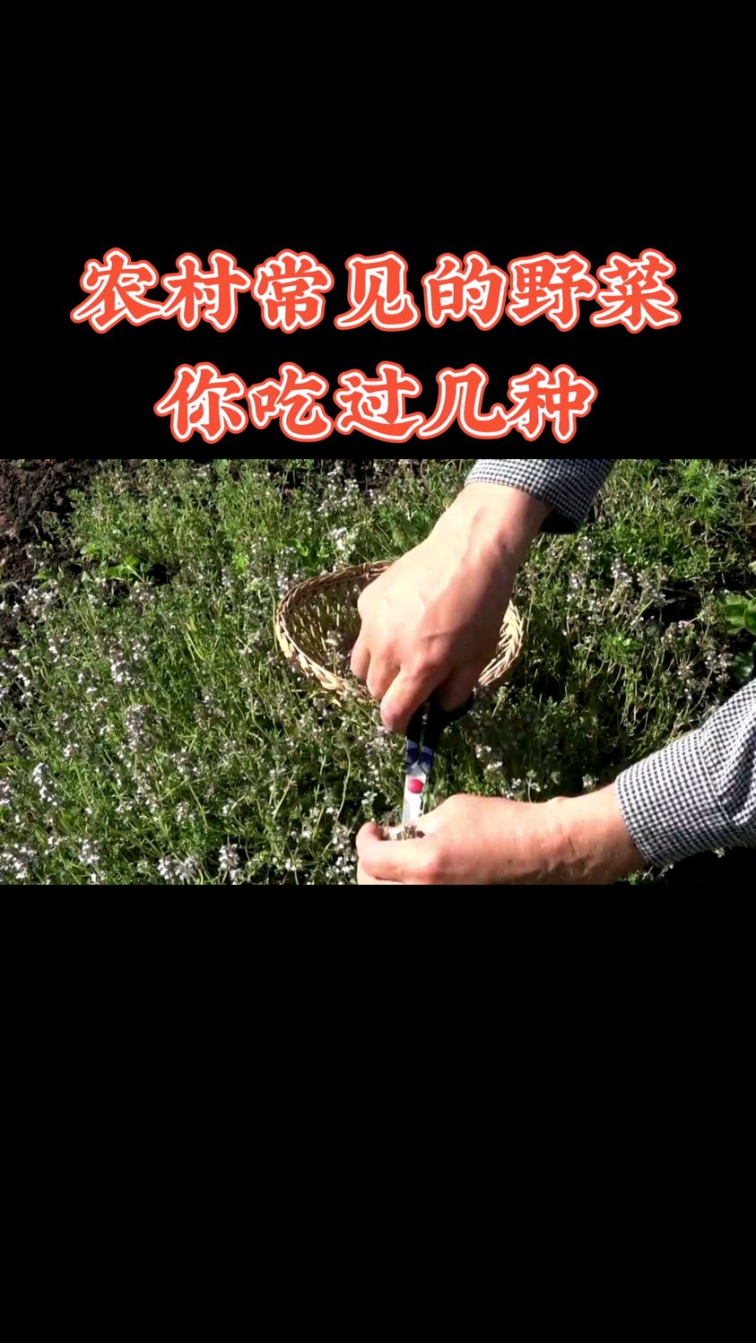 农村常见的野菜你吃过几种
