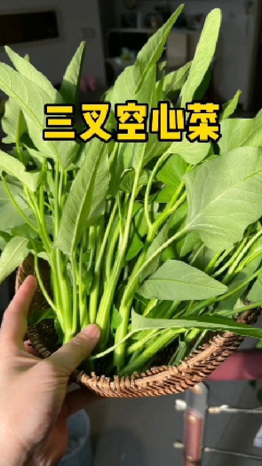 三叉空心菜茎杆翠绿,口感鲜嫩爽口,易种植好管理,新手小白轻松种
