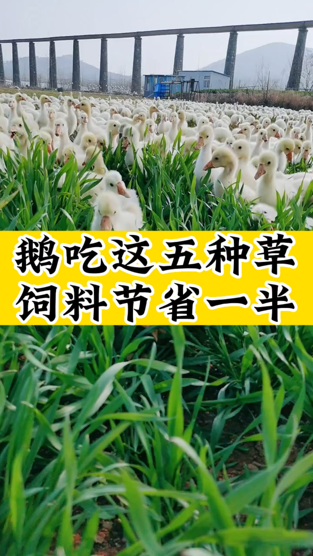 鹅吃这5种草,饲料节省一半
