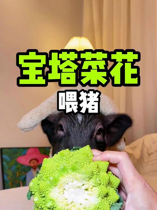宝塔、菜花、宝塔花、宝塔菜花 这是什么鬼名字?