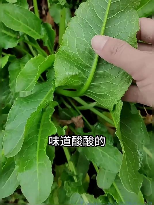野菠菜又叫牛大黄、土大黄，这连牛羊都不吃的植物