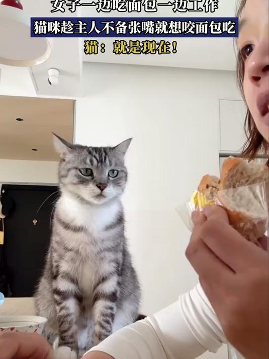 女子一边吃面包一边工作,猫咪趁主人不备张嘴就想咬面包吃