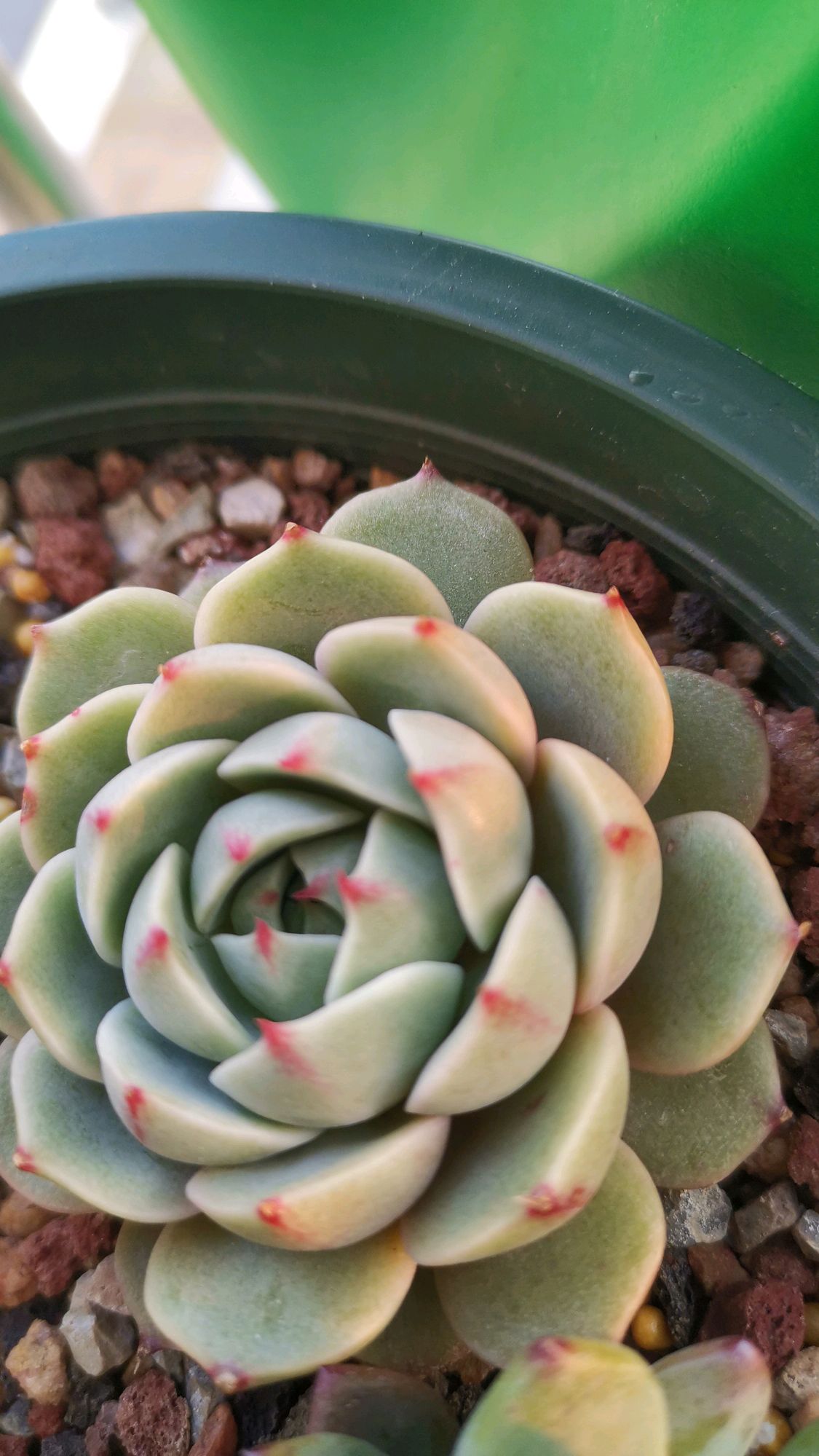 春天来了,我家多肉却绿了,这是怎么回事呢?