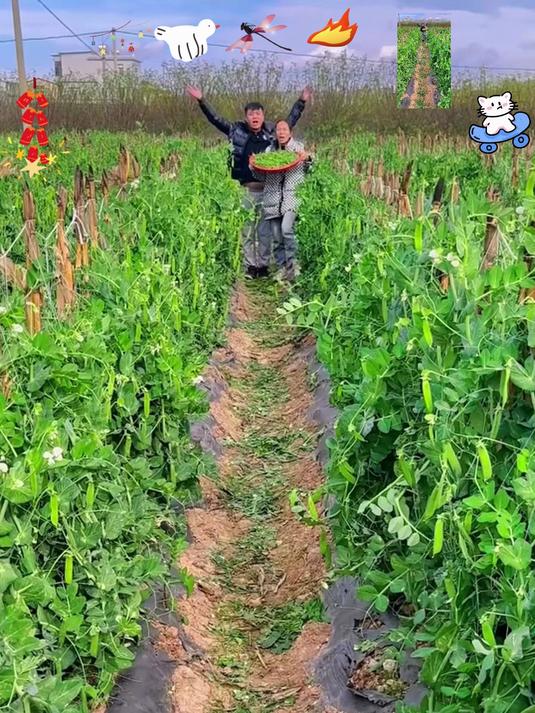 冬天里露天种植的新鲜蔬菜,水果甜豌豆你们有吃过吗?