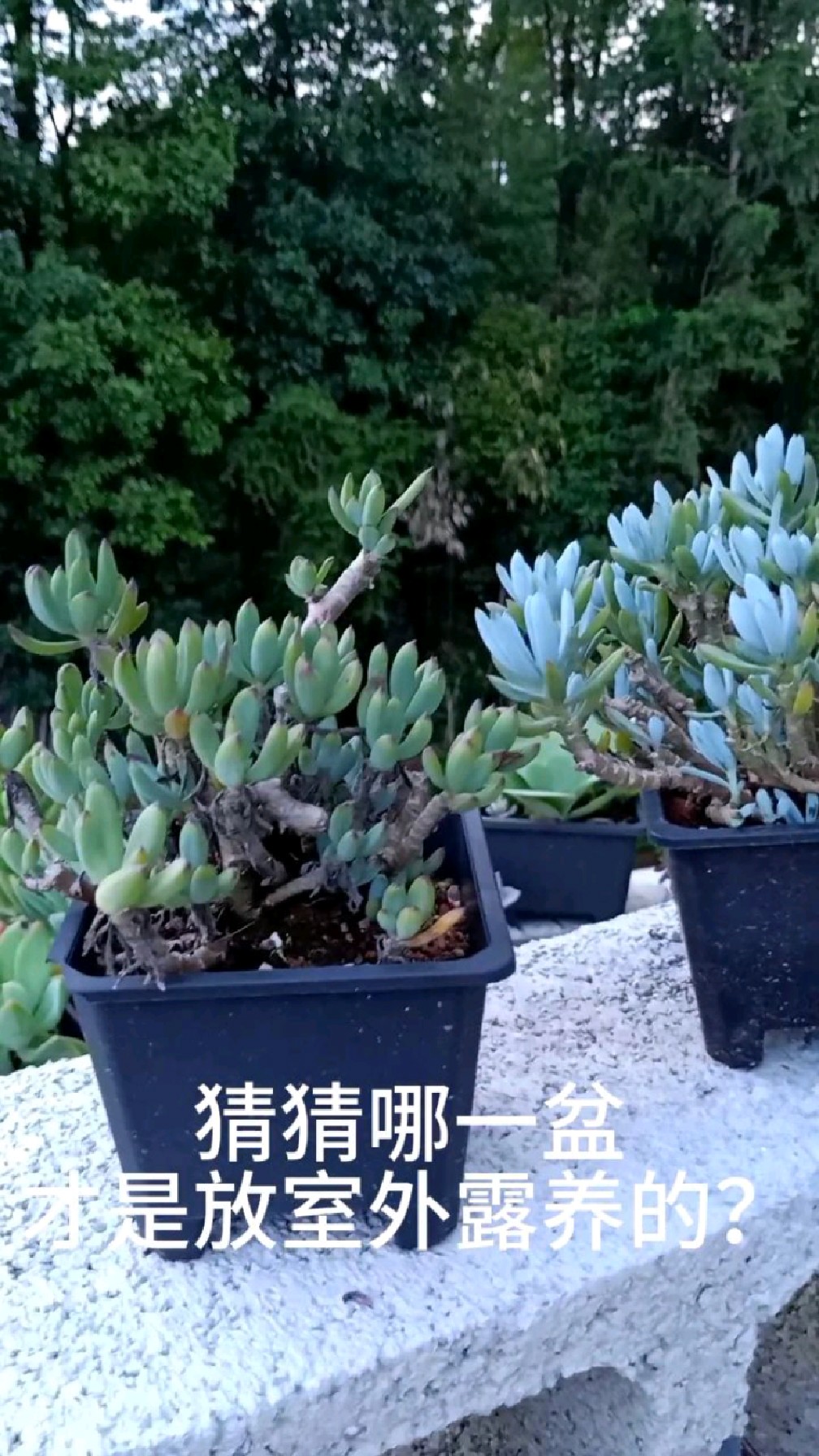 多肉蓝松,阳台内养护比露养状态更好!原来不是所有多肉植物,都需要强光的照射