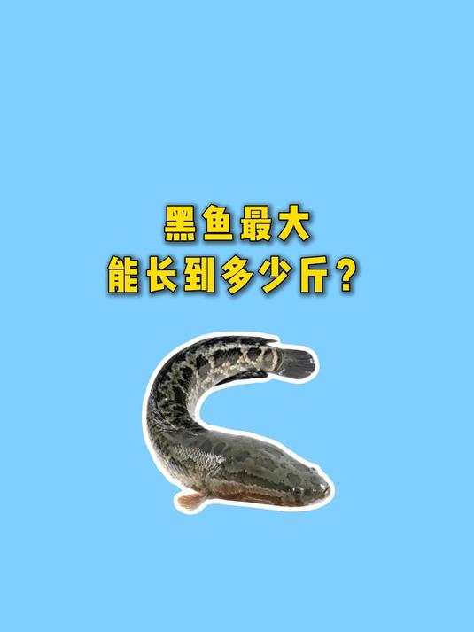 野生的黑鱼最大能长到多少斤?