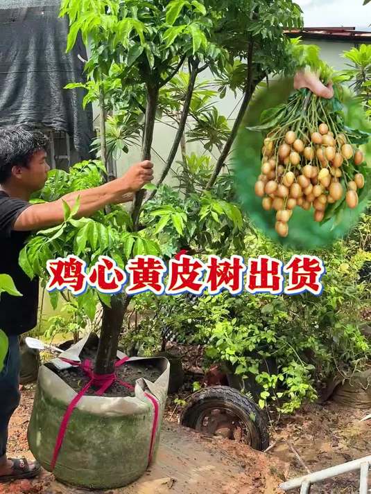 你有喝过黄皮做的饮品吗?这是鸡心黄皮树,结的果子肉厚多汁