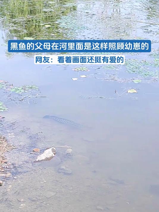 黑鱼的父母在河里面是这样照顾幼崽的