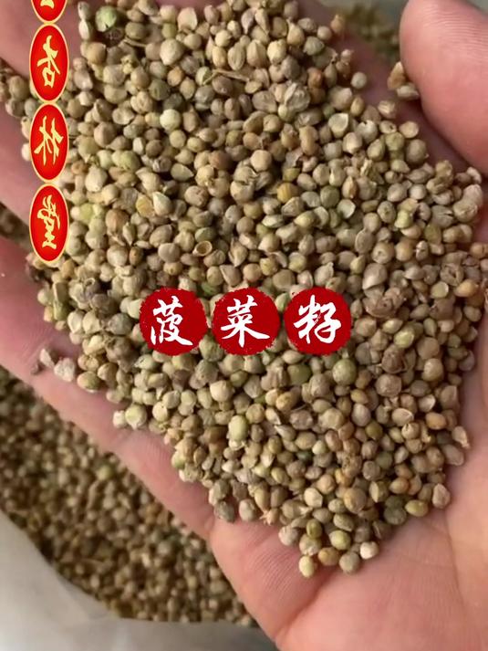菠菜籽用途和选择,欢迎家人们了解