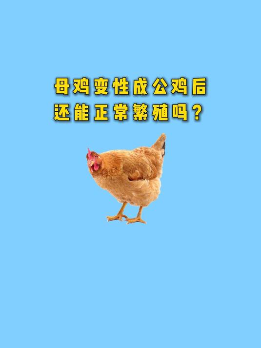 母鸡变性成公鸡后,还能正常繁殖吗?