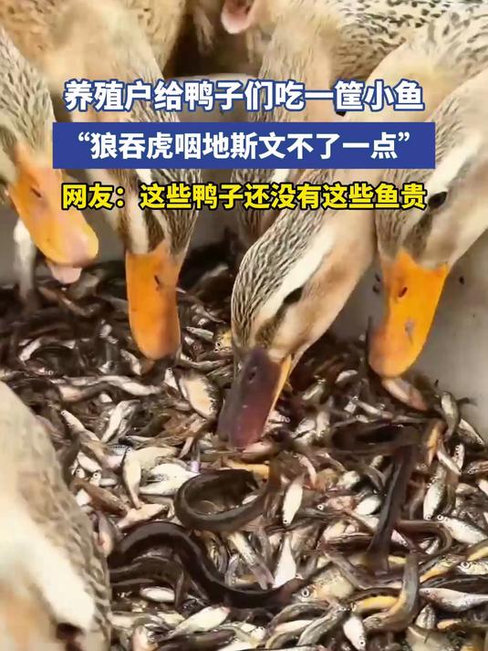 养殖户给鸭子们吃一筐小鱼,“狼吞虎咽地斯文不了一点”
