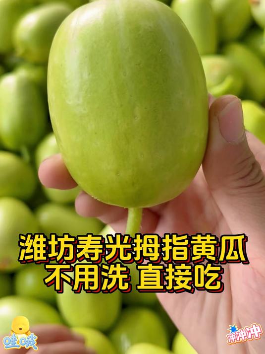 新鲜采摘的拇指小黄瓜_太适合生吃了即是水果又是蔬菜