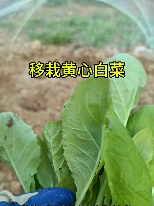 黄心白菜这样移栽,长得壮,口感好
