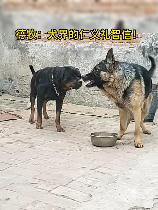 德牧不是怂，它是谦逊！