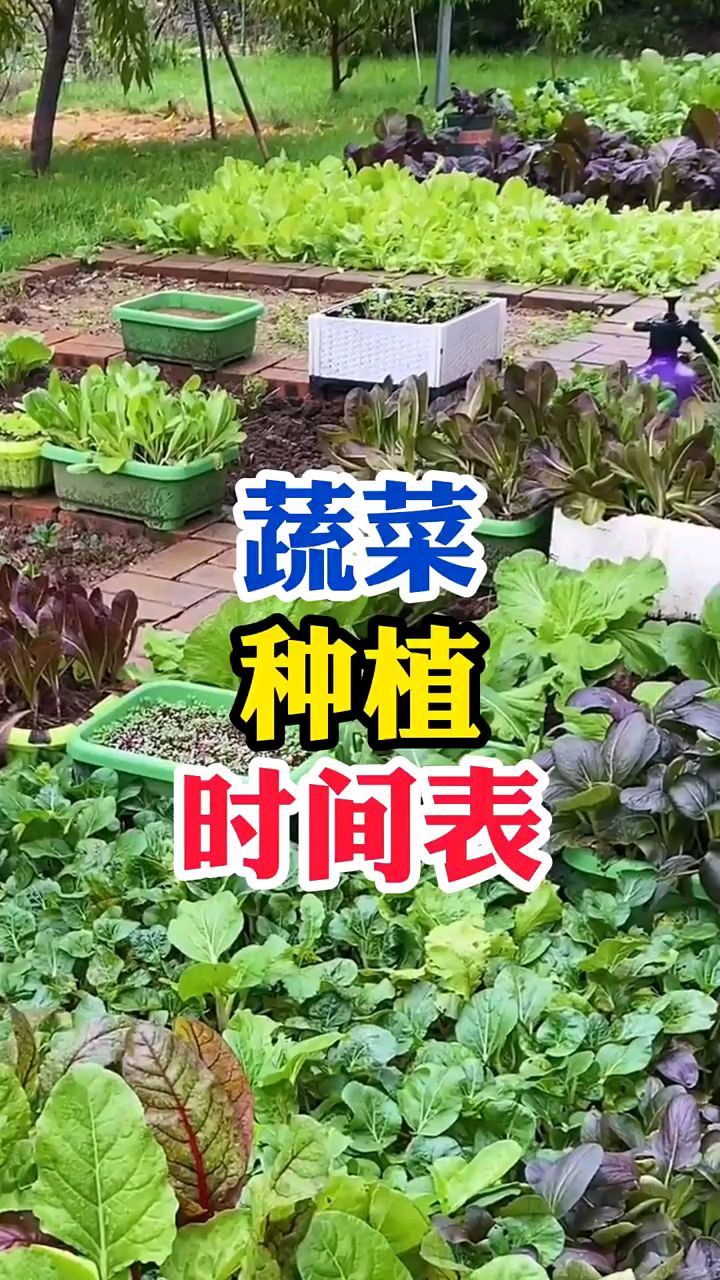 蔬菜种植时间表,种对了,才能种出好蔬菜 #蔬菜种植
