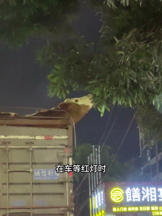 肉牛进屠宰场前的畅快一刻