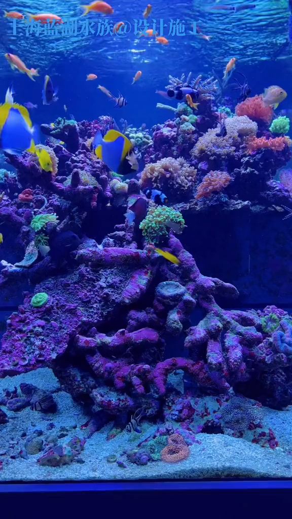 酒店水族馆「嵌入式鱼缸,亚克力鱼缸,水族馆设计」