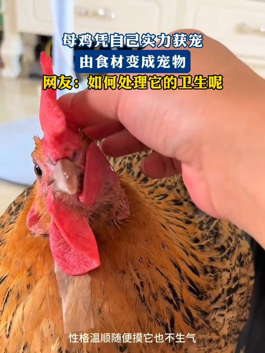 母鸡凭自己实力获宠,由食材变成宠物,网友:如何处理它的卫生呢