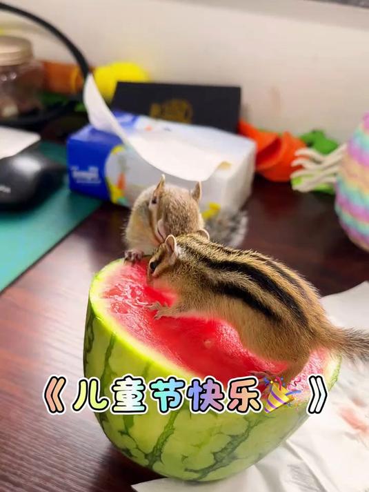 小松鼠也要过儿童节!