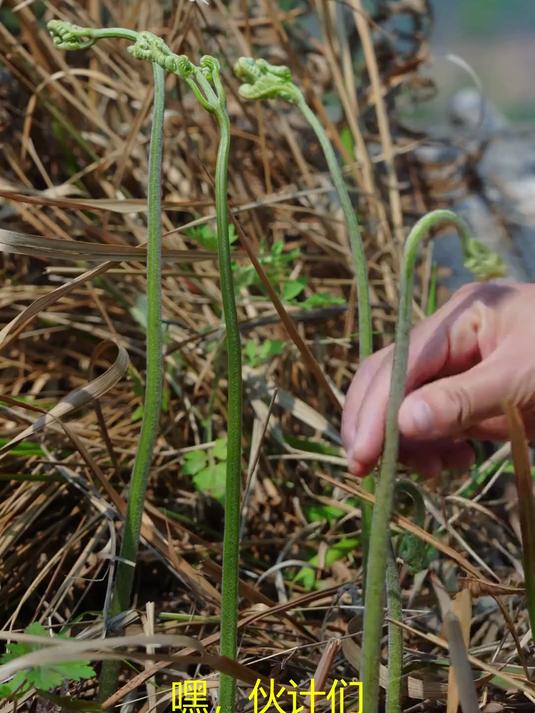 乡野春日打蕨菜吃蕨菜我称它为云南的山野之王 乡野春日美食整活