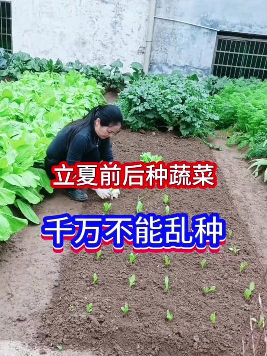紫罗兰小青菜种子 紫妃上海青 耐寒四季阳台盆栽蔬菜种籽
