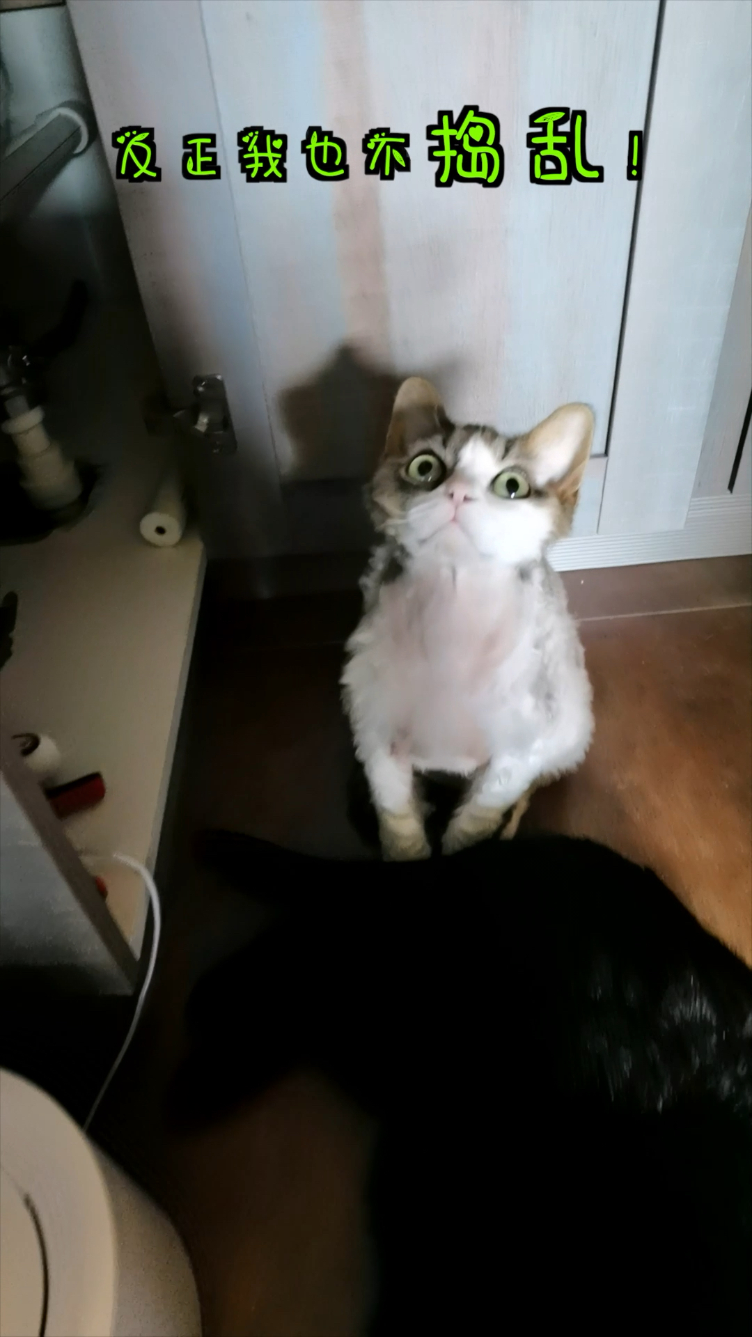 这么沙雕的猫你们见过吗?