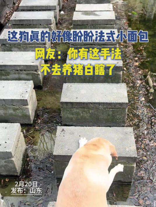 这狗真的好像盼盼法式小面包,网友:你有这手法,不去养猪白瞎了