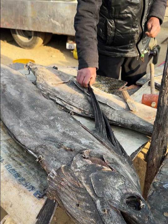 山东大集吃金枪鱼,咸盐腌10年,一个鱼头260元,加工20元