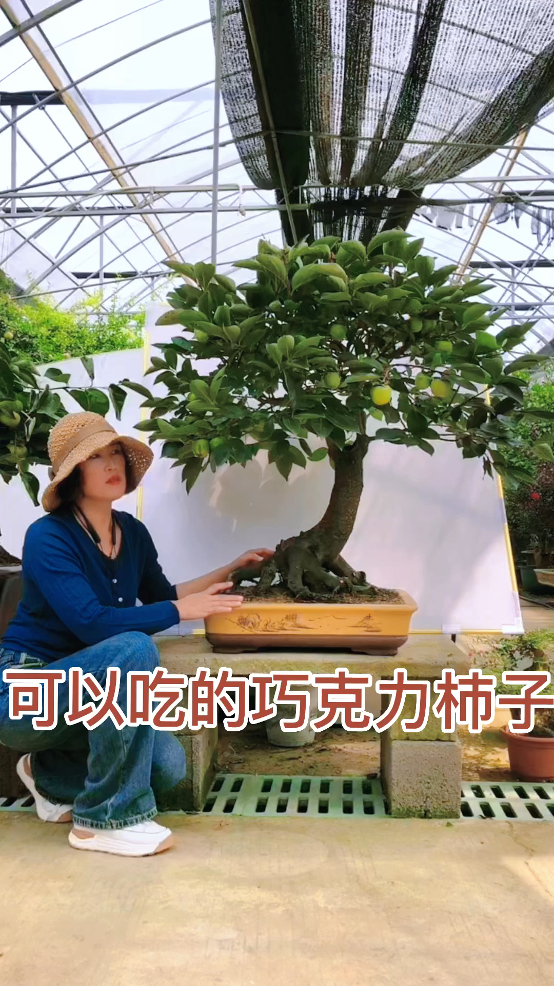 巧克力柿子盆景 好吃又好看 适合庭院别墅摆放喜欢的关注一下吧