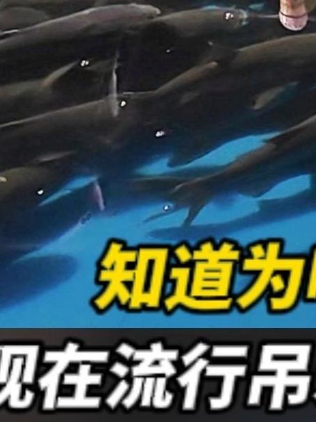 知道为啥现在流行吊水鱼?