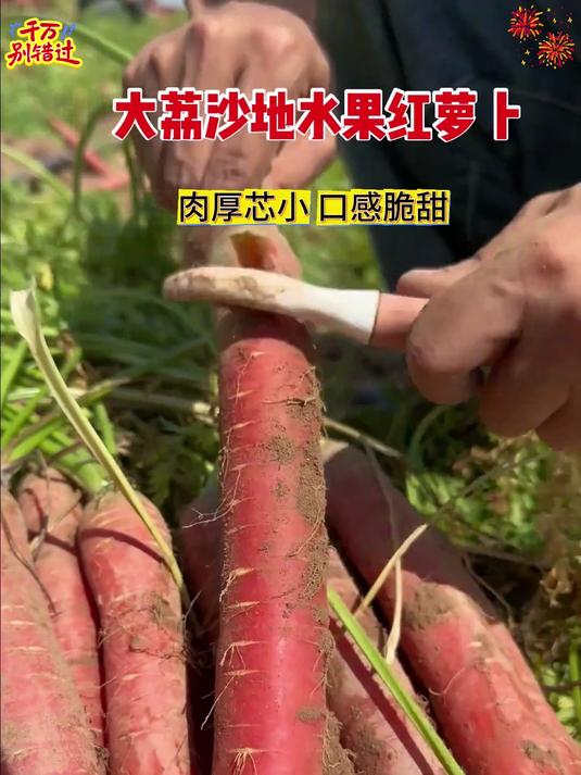 可以生吃的沙地胡萝卜,炒菜炖排骨包包子都非常好吃太满足了
