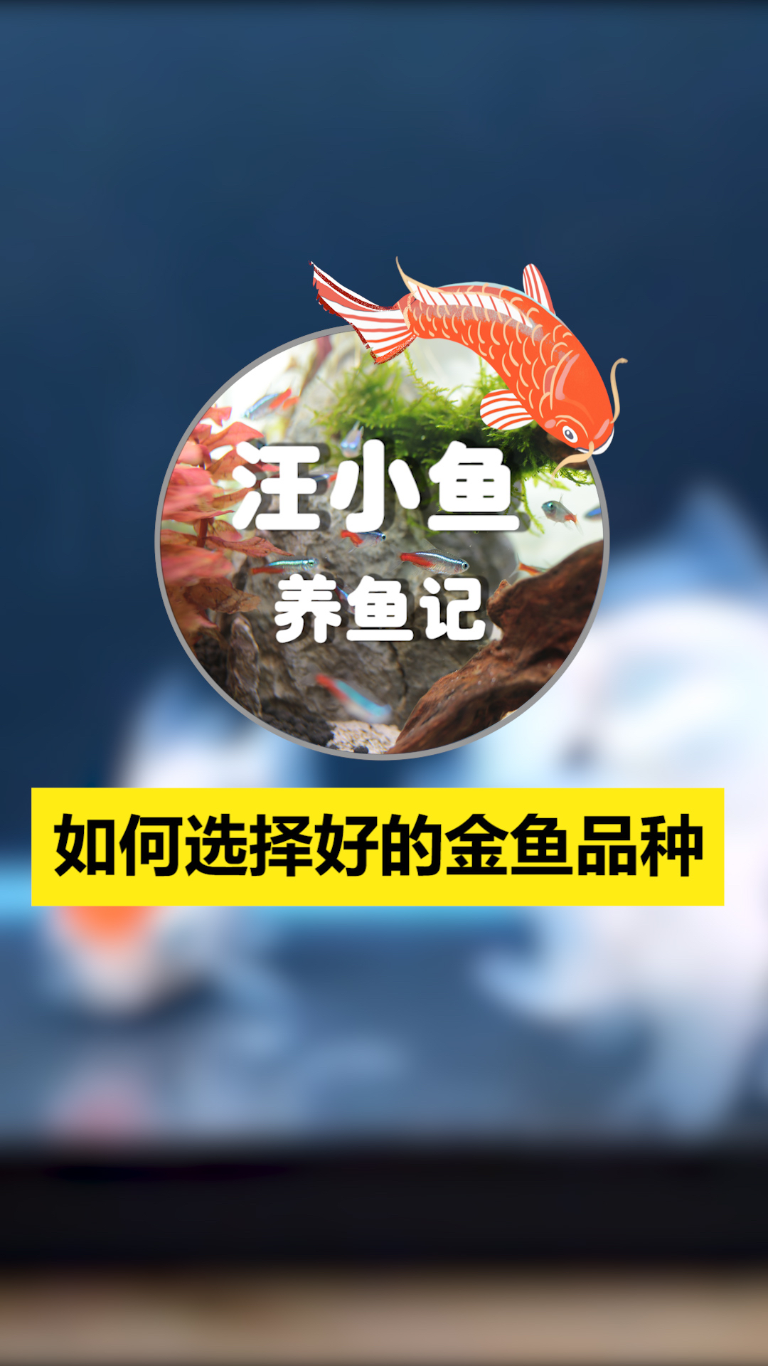 汪小鱼养鱼记——怎么优选金鱼花最少的钱,买最好的鱼汪小鱼本期教你怎么挑高品质金鱼