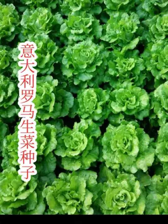意大利罗马生菜四季可种,口感脆嫩,浇水就长好