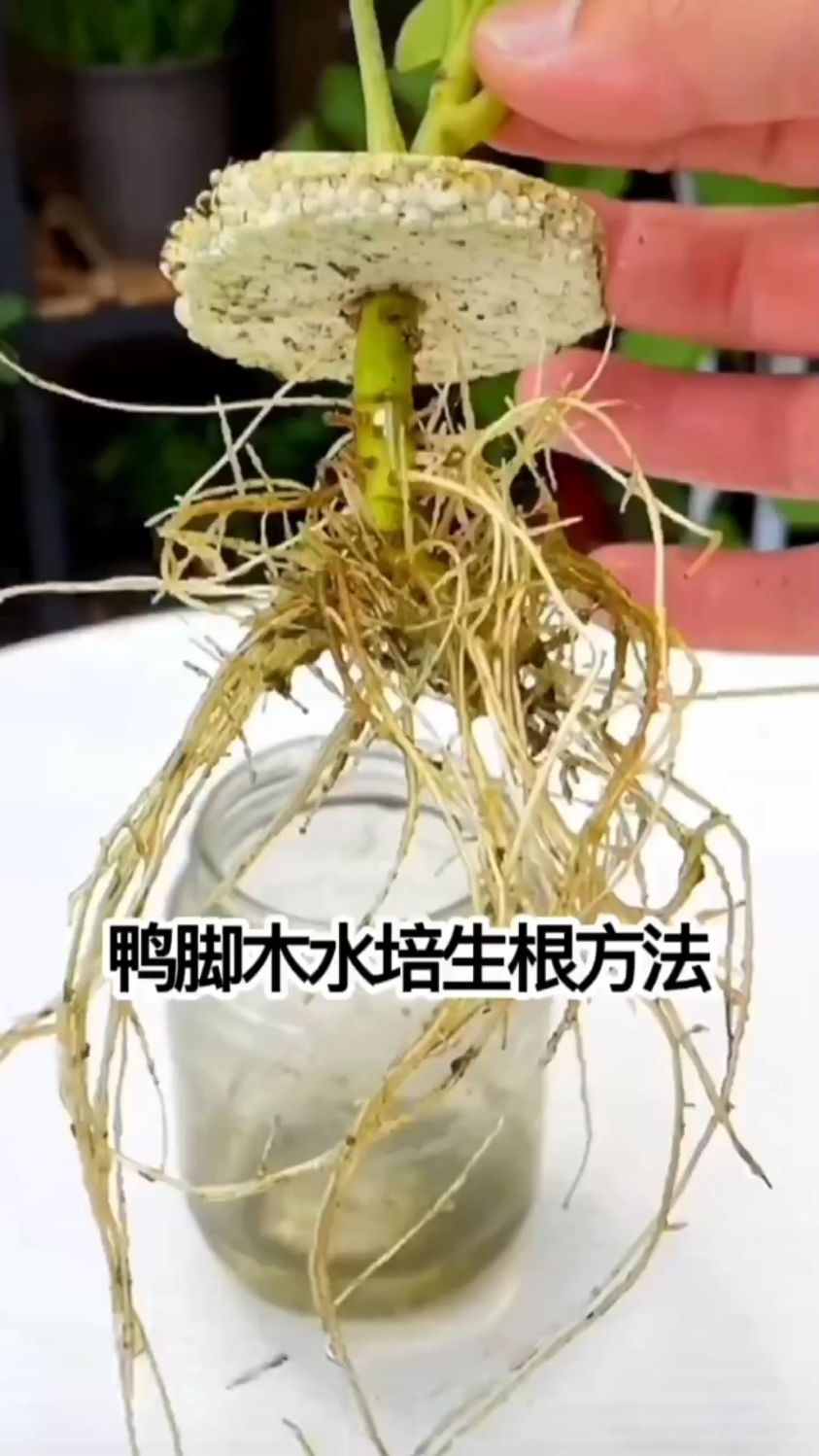 鸭脚木扦插繁殖技巧