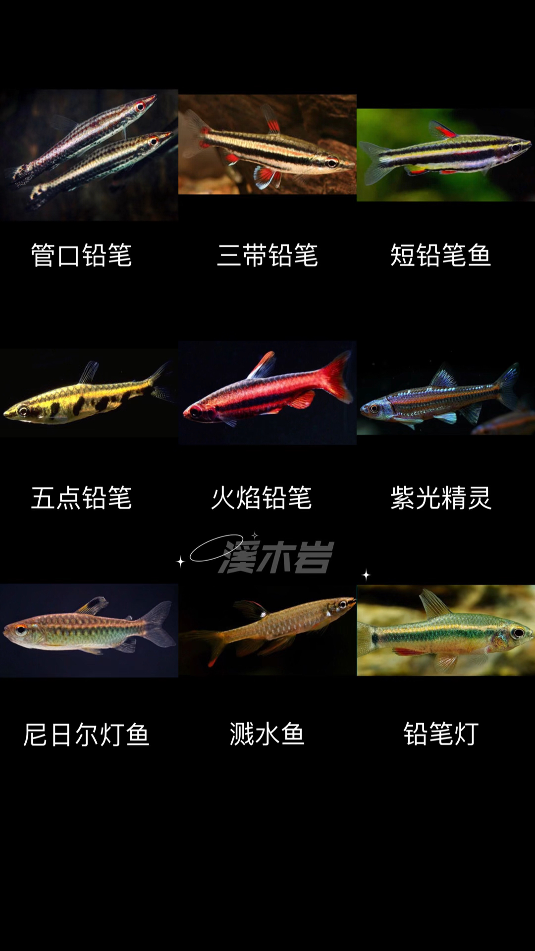 观赏鱼大全,234种