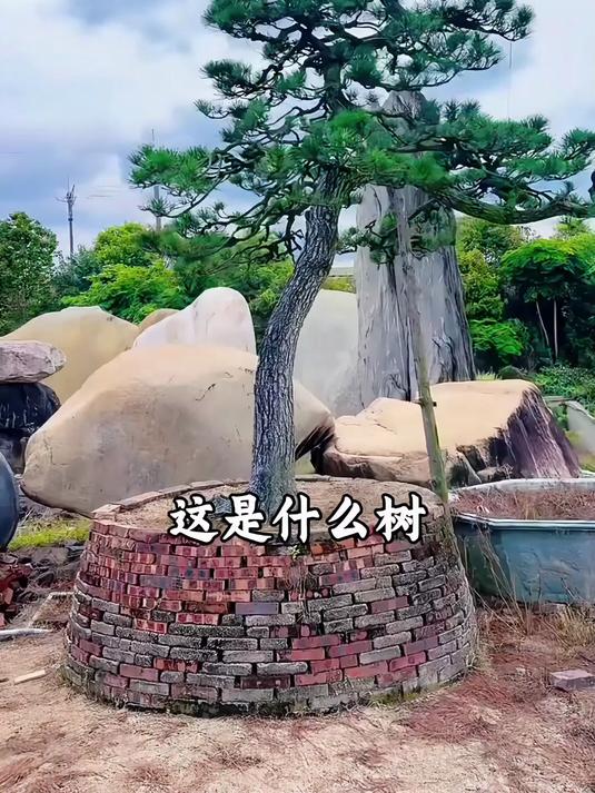 带你一口气认识18种盆栽植物！