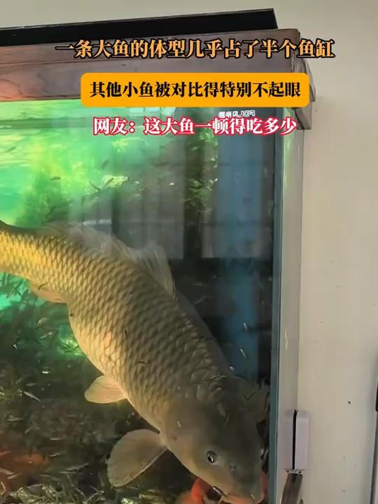 #花满春城我代言#一条大鱼的体型几乎占了半个鱼缸，其他小鱼被对比得特别不起眼