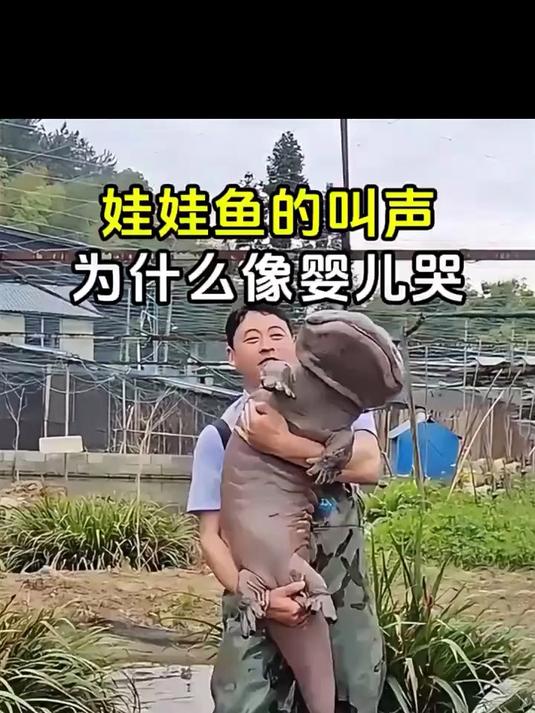 娃娃鱼的叫声为什么像婴儿哭?