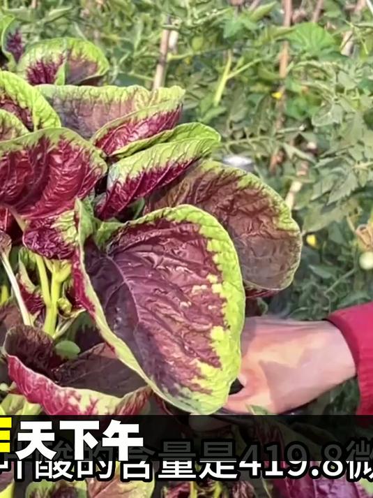 我认为紫青叶苋菜没有价值