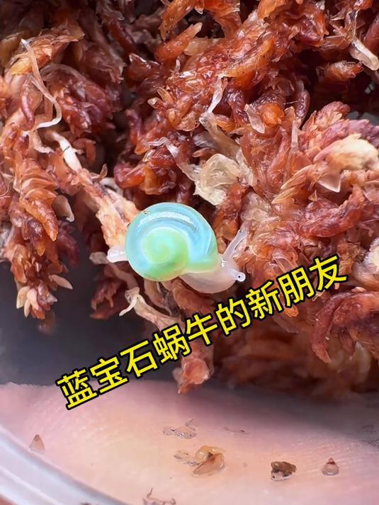 薄荷糖蜗牛宝宝的新朋友~巧克力草莓蛙来啦