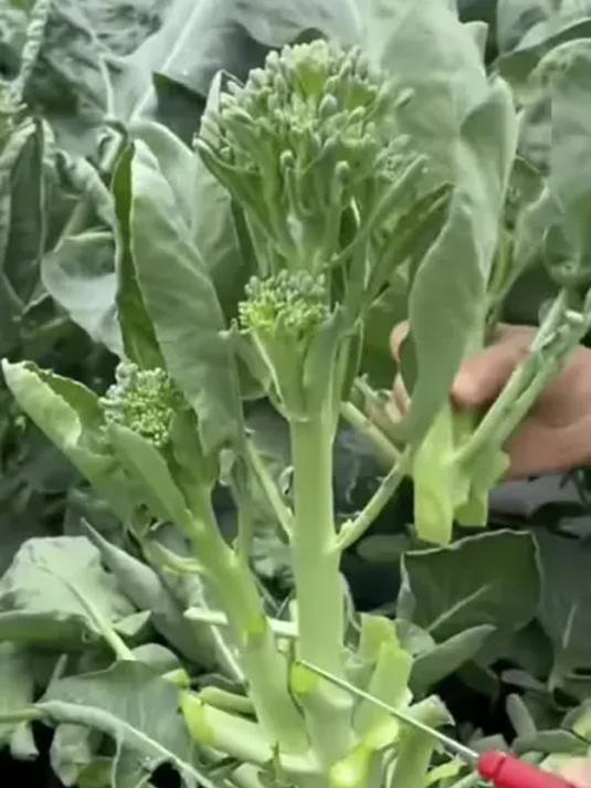 家庭小院必种西兰菜苔 营养丰富口感脆 快来种