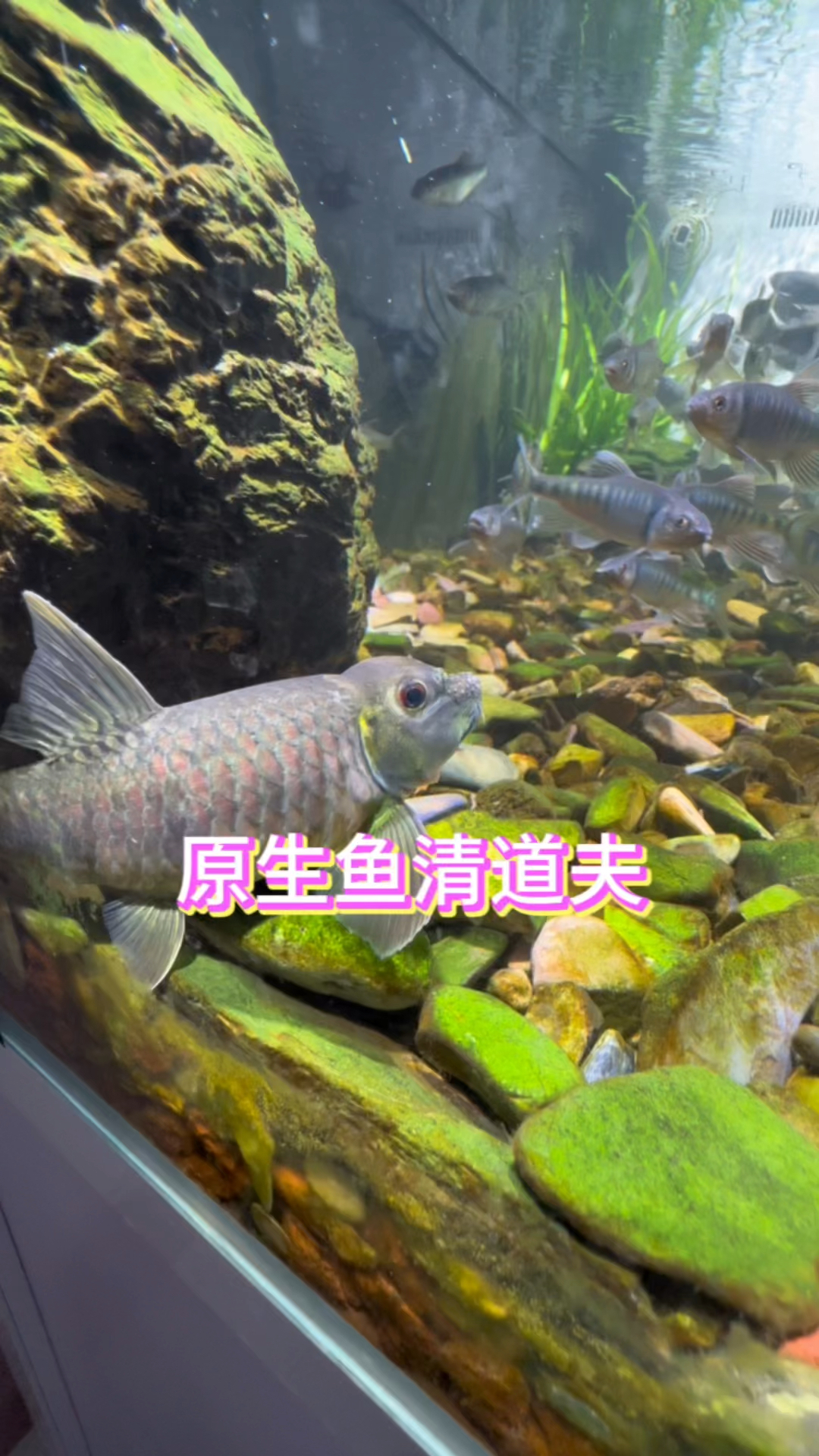 原生鱼中的清道夫又叫墨头鱼#水族 #鱼缸里的大自然 #养鱼日记
