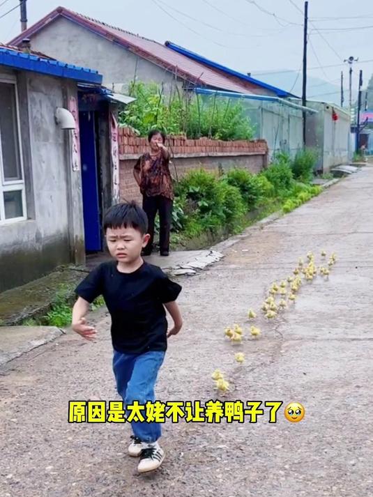 太姥不让养小鸭子