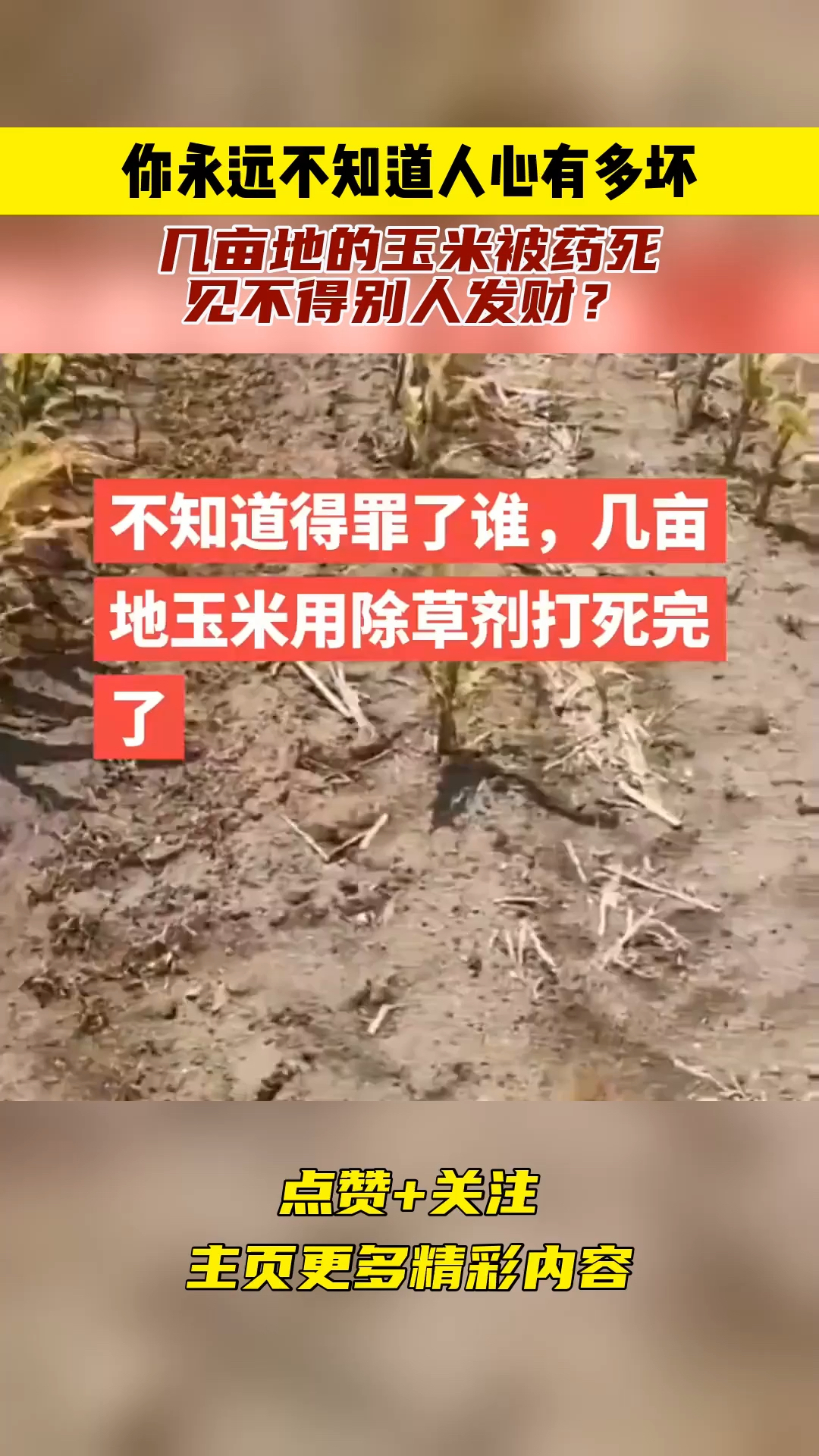 你永远不知道人心有多坏,几亩地的玉米被药死,见不得别人发财?