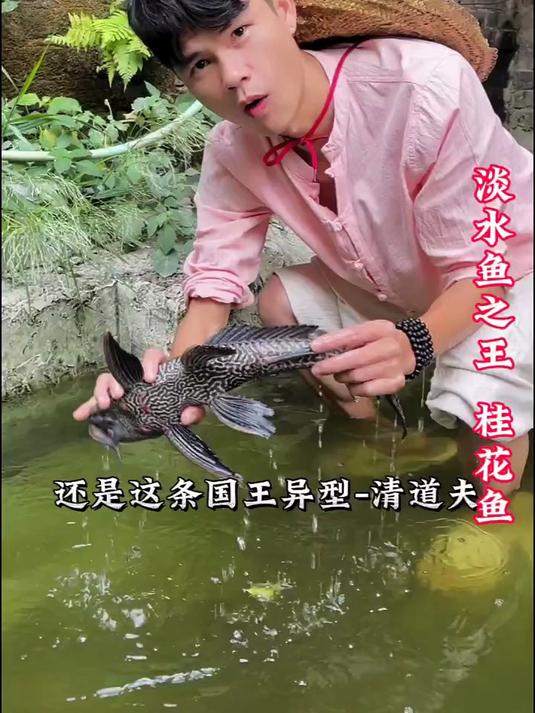 什么样的鱼才能被誉为淡水鱼之王！