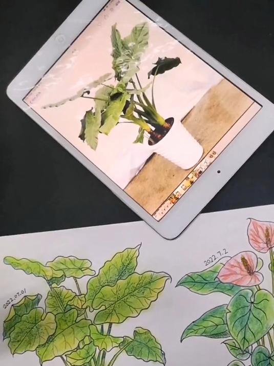 彩铅创意画,植物盆栽写生