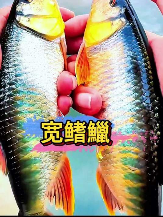 宽鳍鱲:冷水鱼,0-30 度皆能活,原生中国桃花鱼