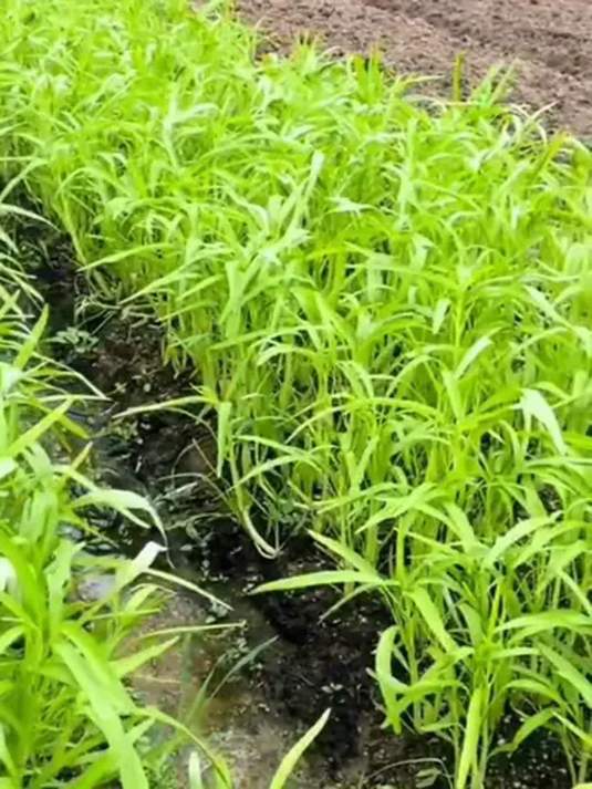 优质柳叶白梗空心菜种子 助您轻松种好菜 快入手