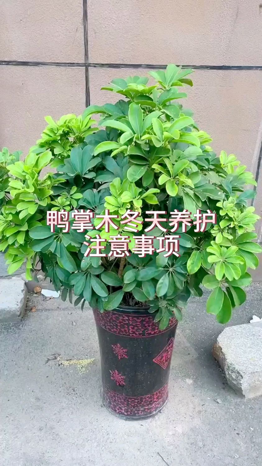 鸭掌木冬天养护注意事项