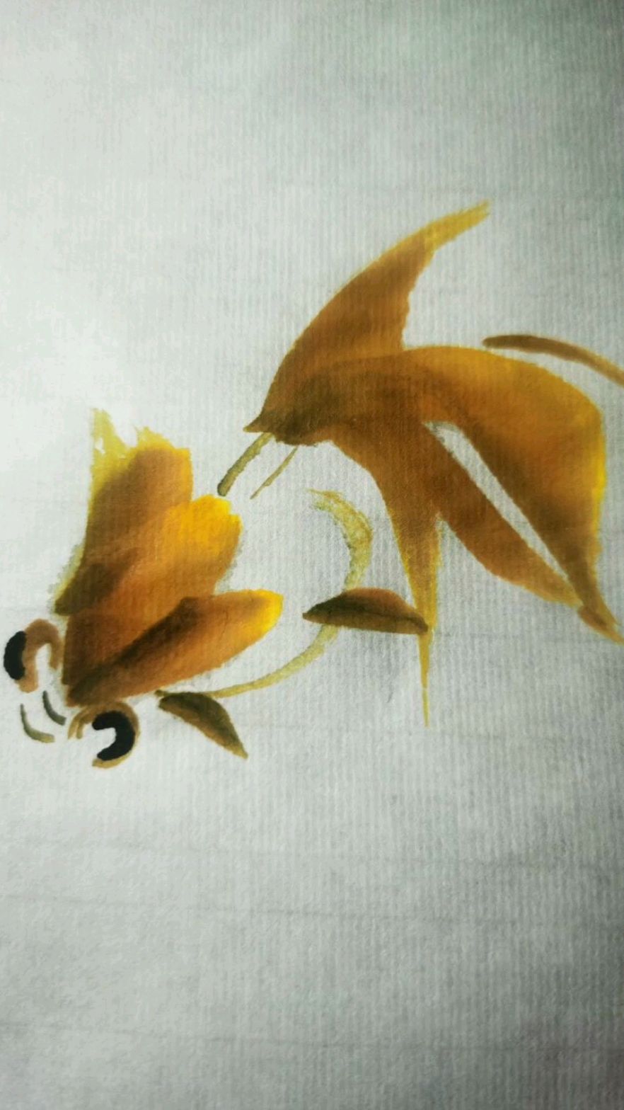 小金鱼不同形态的画法,快和我一起学吧。
